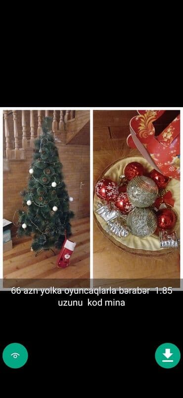 xurma ağacı: Yolkalar şaxda baba sekillerde qiymət məlumat qeyd olunub unvan Gence — 24