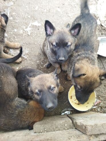 it coban: Belçika çoban iti, 2 ay, Dişi, Peyvəndli, Ünvandan götürmə — 2