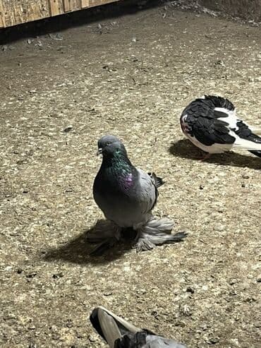 Gəmiricilər: Rasiya sortu iri lelkliler yerden qalxib ayaq vurnlardandi — 4