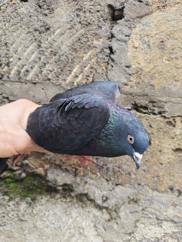 yasil bas ordek: Qara rəngdə göyərçin - Növ: ev göyərçini - Rəng: qara (boyun və — 1