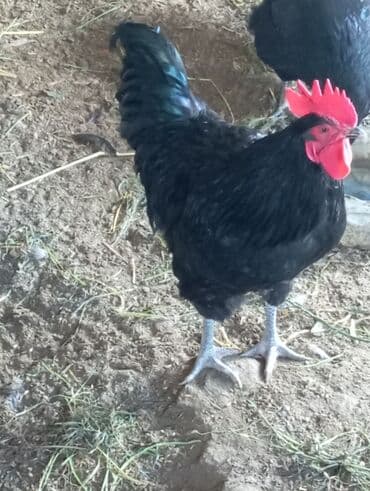 Inəklər, öküzlər: Toyuq, Australorp, Damazlıq, Ünvandan götürmə — 1