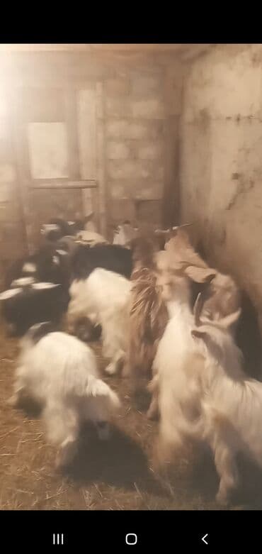 Digər heyvanlar: Qoyun-keçi təsərrüfatı üçün yerli keçilər satılır. - Növ: Yerli — 2