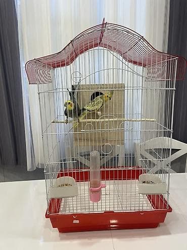 quş damı: Nimfa (Cockatiel) cütlüyü və qəfəs dəsti Məhsul təsviri: - 2 ədəd — 4