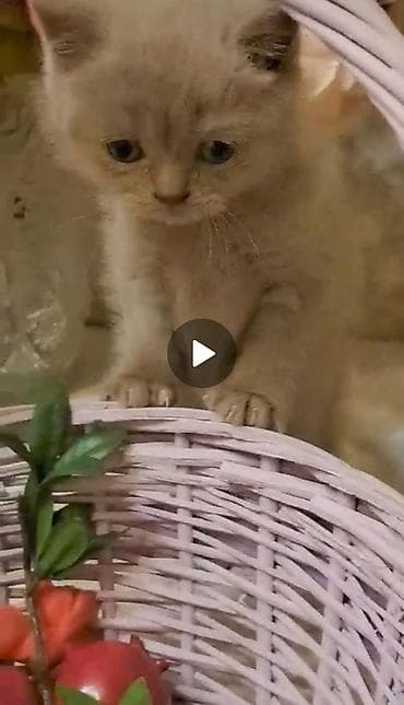 pişik ucun qab: Erkək, Dişi — 2