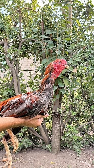 balaken heyvan satisi: Cinsi: Uzunboyun, sərt bədən quruluşlu xoruz ( ehtimalən Asil/oyun — 2