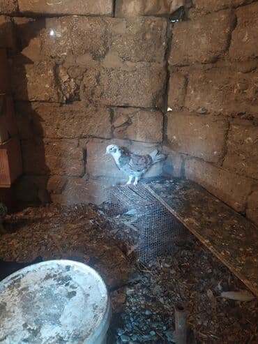 goyercin yuvasi: Salam 13 ədəd quşdu hamsina 80 manat verən olsa verəcəm tək birinci — 7