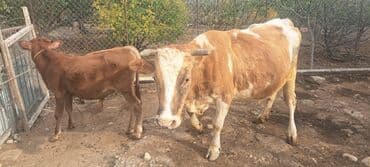inək neçə aya doğur: 18 l süd verən maldı özüdə təzə kəlyə gəlib yaxşı yem versən artığ da — 2
