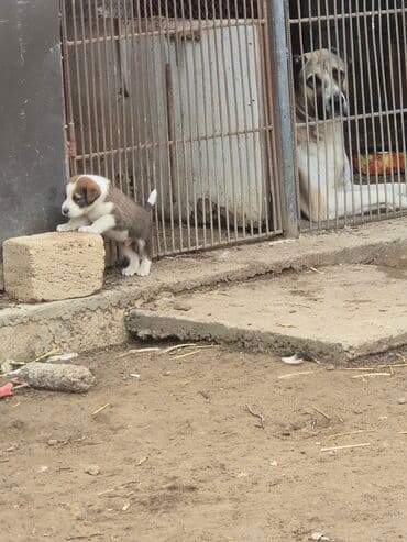 kanqal itlerin qiymeti ucuz: Qurdbasar, 1 ay, Erkek, Peyvəndli — 1