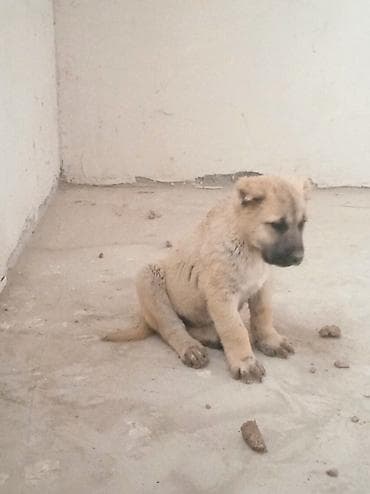 balakən heyvan satisi: 2 ay — 9