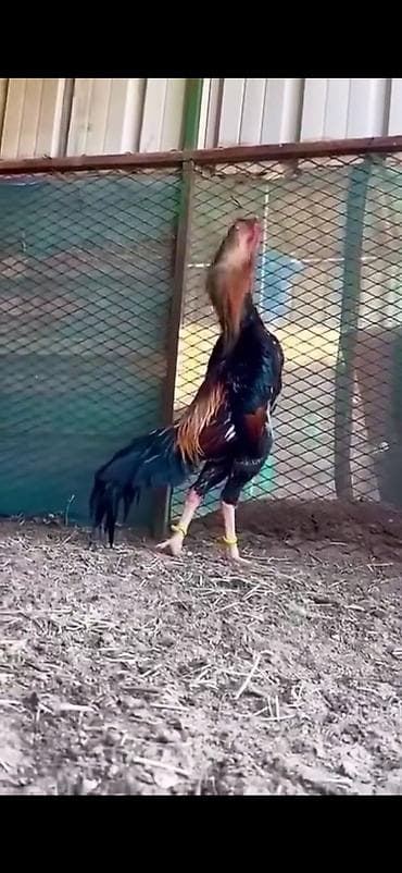 cücə yemi: Toyuq, Damazlıq — 7
