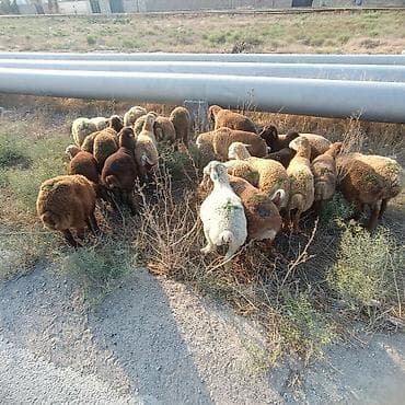 meymun almaq: Salam aleyküm 26 baş quzdu 23 erkey 3 dişi. kom alana endirim olacaq — 5