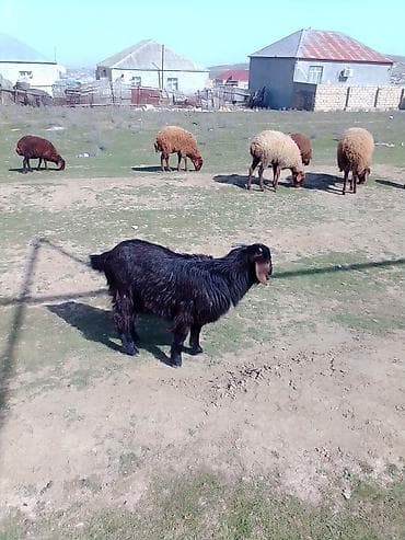 beyləqan sortu qoyun və quzuları: Dişi, Hələb, il: 1, Damazlıq — 6