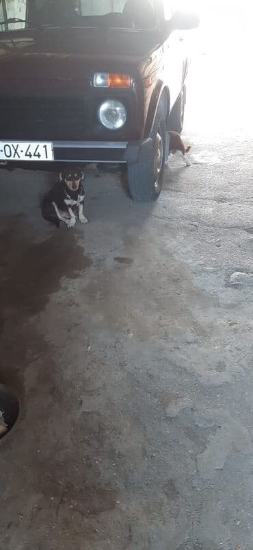 itlərin satşı: Zvanok balalari satilir qiymet 1 ededine aiddi unvan bileceri — 3