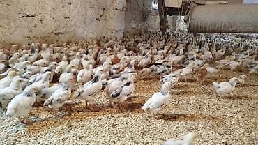 cücə fermasi: Toyuq cücələri, Ətlik — 4