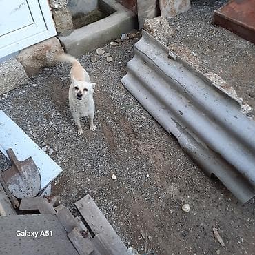 itlerin alisi: Kiçik ölçülü it – açıq krem rəngli, qısa tüklü - Növ: it (kiçik ölçü) — 2