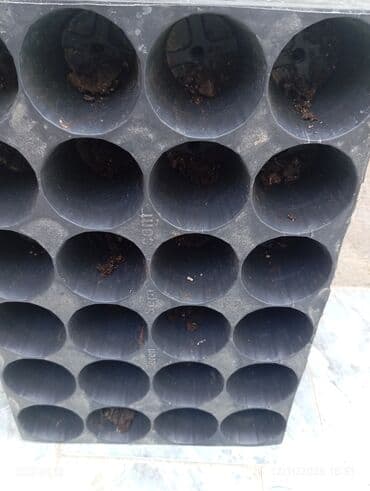 qab qacaqlar: Məhsul: ting və kol bitkiləri (gül və meyvə ağacı tingləri) - Gül — 30