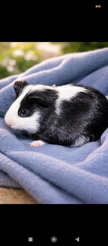 Dəniz donuzulari satılır rəngləri cinslerine görə qiymətləri fərqlidi — 2