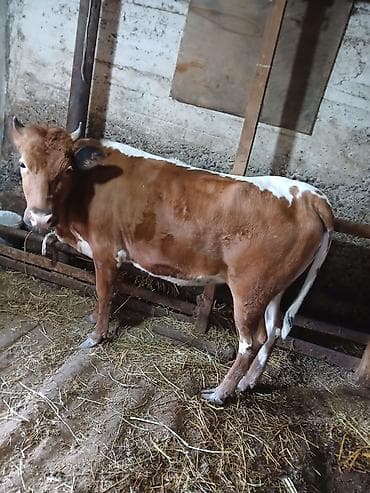 iri buynuzlu heyvan: Ətlik kök dişi dana.Ünvan:Berde rayon — 3