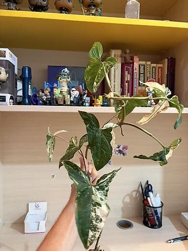 Otaq bitkiləri: Syngonium podophyllum “Albo Variegata” – variegasiyalı otaq bitkisi - — 3