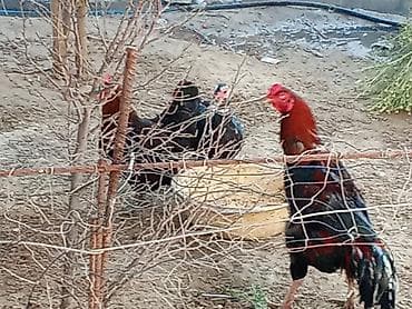 sultan xoruzu: Məhsul: Qızıl-qara rəngli kənd xoruzları (3 baş) Təsvir: - Şəkillərdə — 1