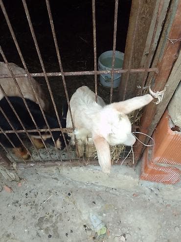 keci seki: Südlük/damlıq keçilər - Növ: ev keçisi (şəkillərdə müxtəlif rəngdə – — 2