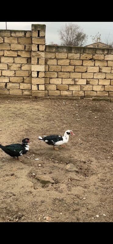 www.toyuq ve cuce yem qablari: Lal ördək Muscovy ördəkləri (barbary) – qarışıq rəngli (qara-ağ) — 2