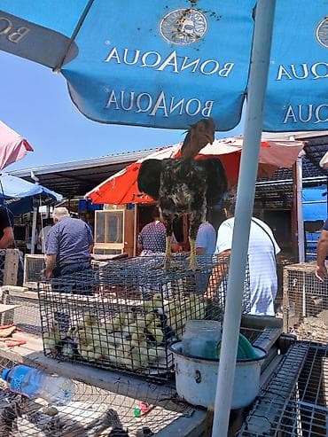 Kənd təsərrüfatı quşları: Satılır: Uzunboyun, güclü bədən quruluşlu döyüş tipli xoruz — 6