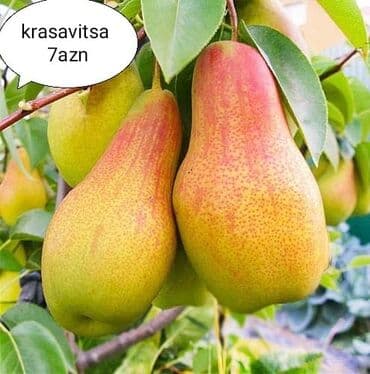 bitki dərmanları satışı: Килемейве. Тинклери. Сатылыр. Чатдырыма. Вар. Вотсапп — 5