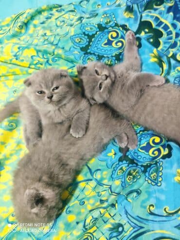 mingəcevir pişik: Şotland, Erkək, Dişi, Yaxşı əllərə, Ünvandan götürmə — 6