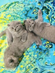 pişik cutleşdirme: Şotland, Dişi, Yaxşı əllərə, Ünvandan götürmə — 9