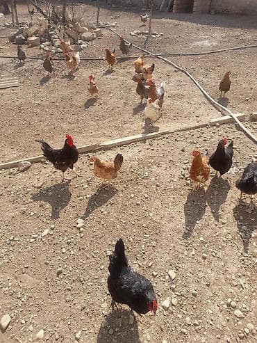 İtlər: Salam. 12 dene yumurtlayan toyuq satilir. Hamisi tam saglamdilar. Öz — 2