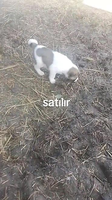 Птицы: Məhsul: Balaca çoban itləri (yavru) Təsvir: - Şəkillərdə gördüyünüz — 2