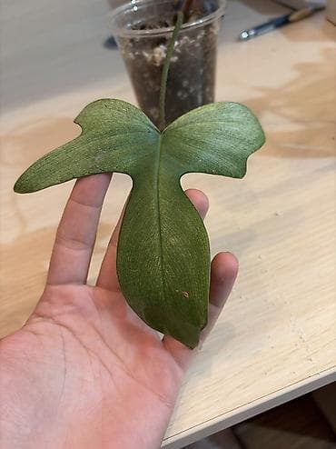 torf satilir: Filodendron Ghost bükülü yarpaqlı dırmaşan ev bitkisi - Yarpaqlar — 4