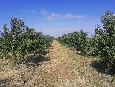bakı tekstil fabriki: 44 sot, Kənd təsərrüfatı, Mülkiyyətçi, Kupça (Çıxarış) — 7