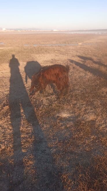 quzu satisi: Satılır: Qoyun-keçi sürüsü - Növ: Xalı, yerli qarabaş tiplərində — 3