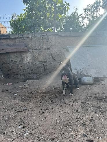 heyvan it: Pitbul — 7