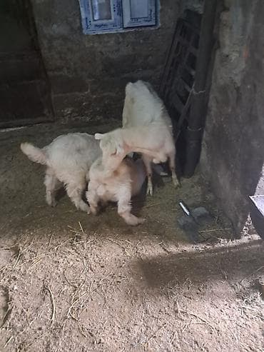 Mal-qara: Salam. 3 ayliq erkek Saanen rus keci balalari satilir. Saglam — 5