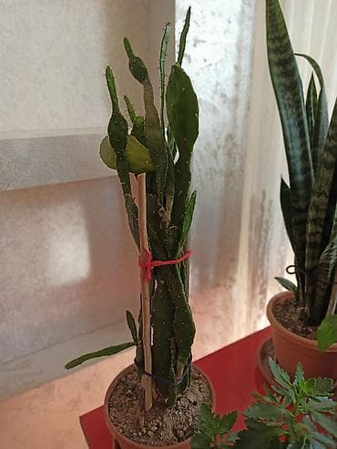 Букетные цветы: Ev otaq gülləri – bir neçə növ 5-50 manat arası qiymət - — 9