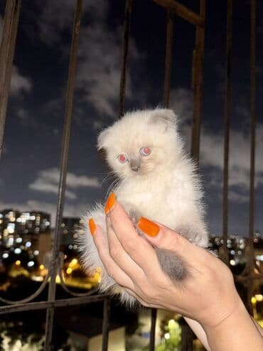 вислоухий кот цена: Шотладская вислоухая, Самец, Самка, В добрые руки — 3