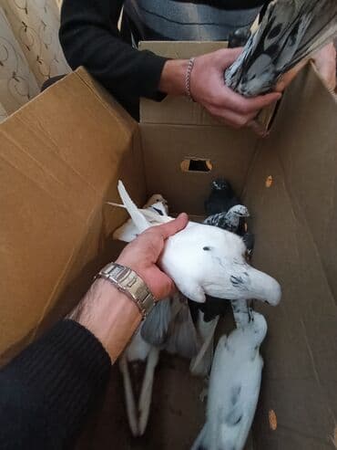 sebzi quşu: Türkan göyərçinləri hamsi tutulma üst üste 4 manatdan 10 goyercindir — 8