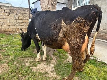 Keçilər, çəpişlər: İnək 20 litr süd verir hazırda. Tam problemsiz heyvandı. Qapı malı — 1