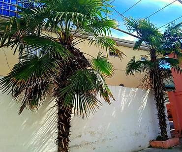 yeni il agaci satilir: Məhsul: Palma toxumu (Trachycarpus/heykəltəraş palma növünə bənzər fan — 4