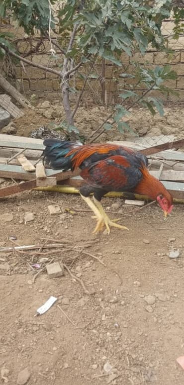 Xoruz, Heyratı, il: 1, Ünvandan götürmə lalafo.az -da Xoruz, Heyratı, il: 1, Ünvandan götürmə