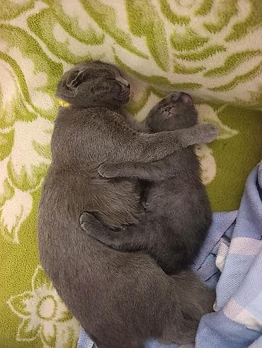 pişik eşyalari: Yaxşı əllərə — 3