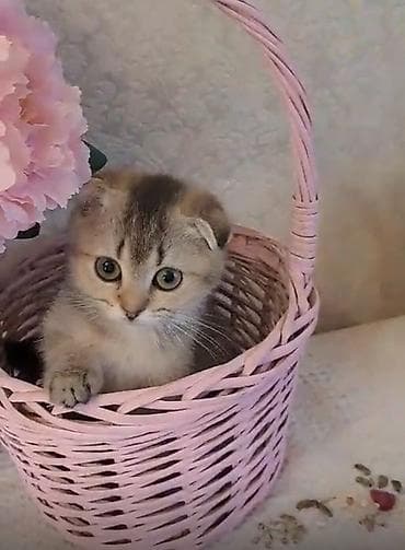 bala pisik: Şotland yastı qulaq — 1