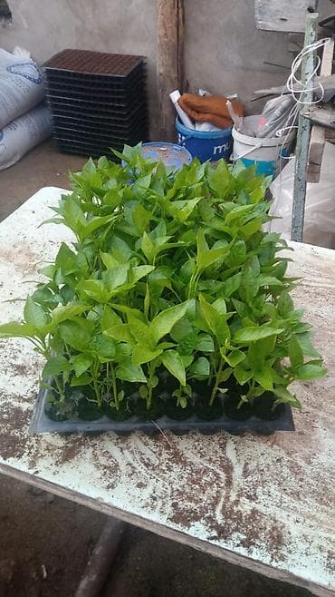 palcıq şiti: Istixana yetişdirilməsi – tərəvəz tingləri Məhsul: istixanada — 5