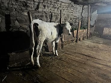 inəylər: Super ana bala inek satilir. Yaninda ivanofka disi danasi var. Hal — 6