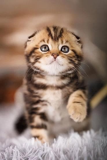 afcarka balası: Şotland yastı qulaq — 5