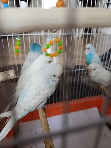 ev quş: Təmiz çex quşları. 2 dişi 3erkek. Quşlar ayrılıqda (biri) 30 AZN. 5 — 1