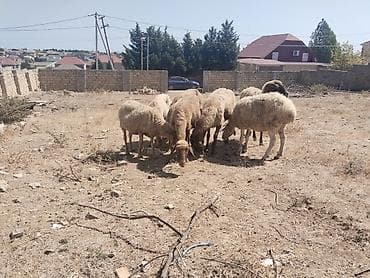 ev heyvanlarının satışı: Salamtam saglam qoyunlardir 8 ededdir isdeyen elaqe saxlasin — 4